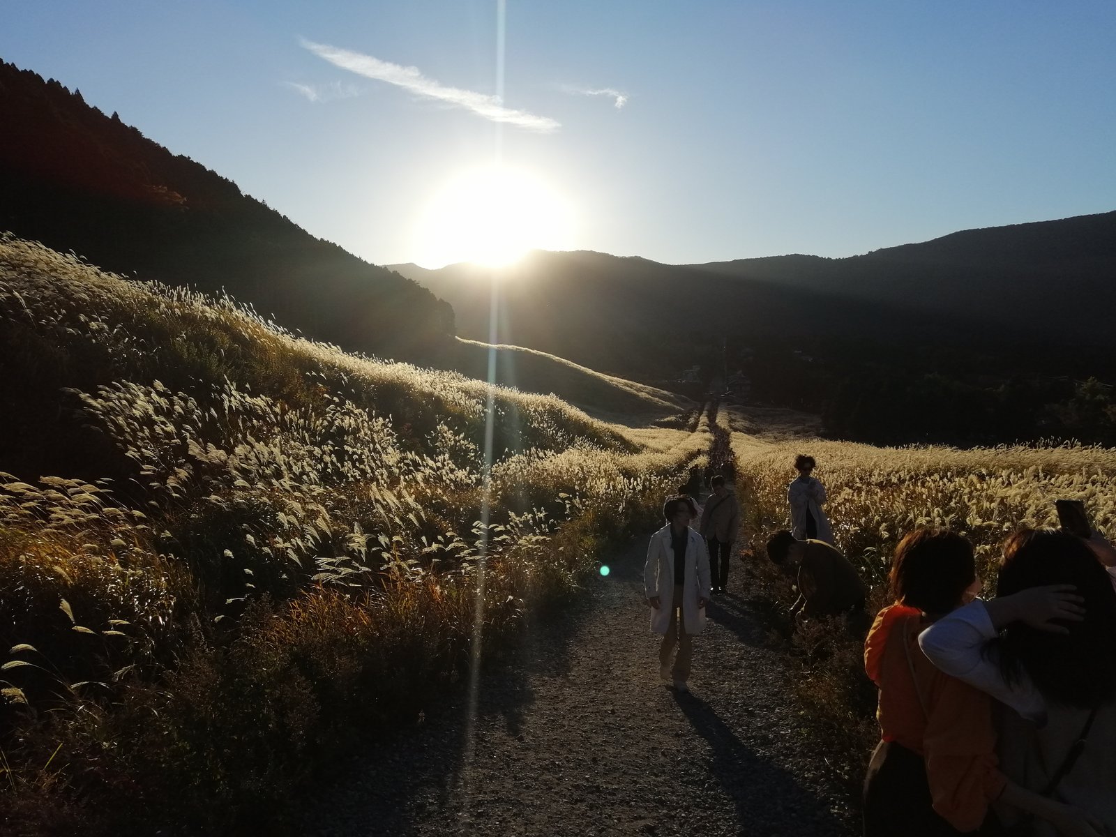 A pompass grass field and sunset